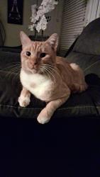 Lost Male Cat last seen Empire, Brentwood, CA 94513