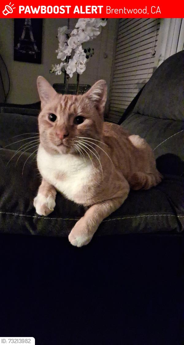 Lost Male Cat last seen Empire, Brentwood, CA 94513