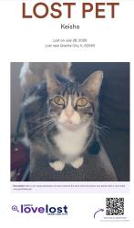 Reunited Female Cat last seen Near Briarhaven dr apt 205, Granite City, IL 62040