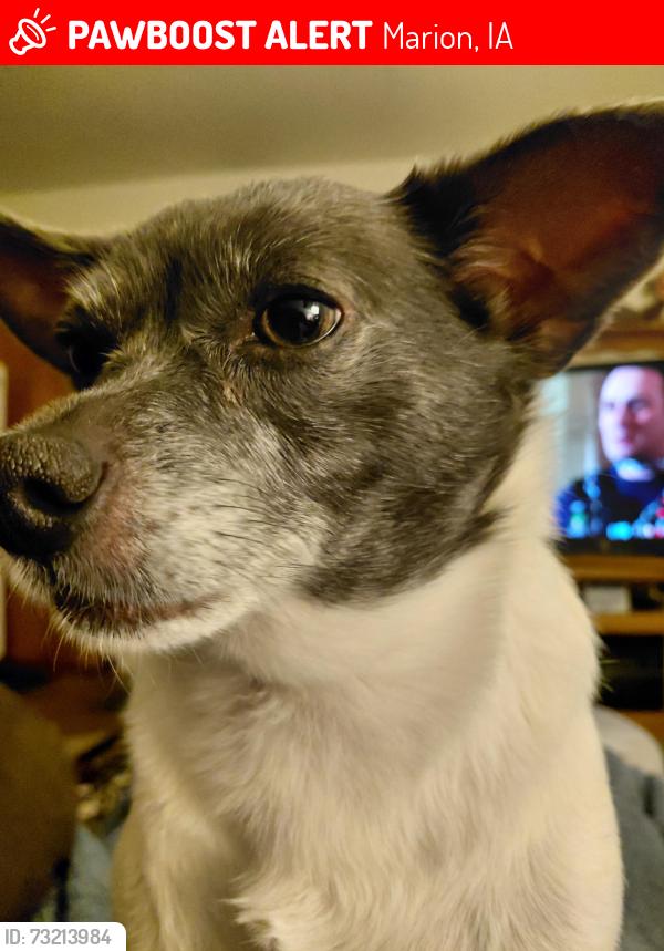 Lost Male Dog last seen Around 7th Ave and 20th st. Marion, Marion, IA 52302