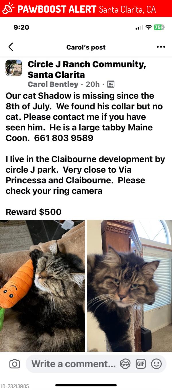Lost Male Cat last seen Stratford/ Claiborne, Santa Clarita, CA 91350