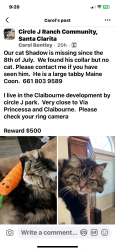 Lost Male Cat last seen Stratford/ Claiborne, Santa Clarita, CA 91350