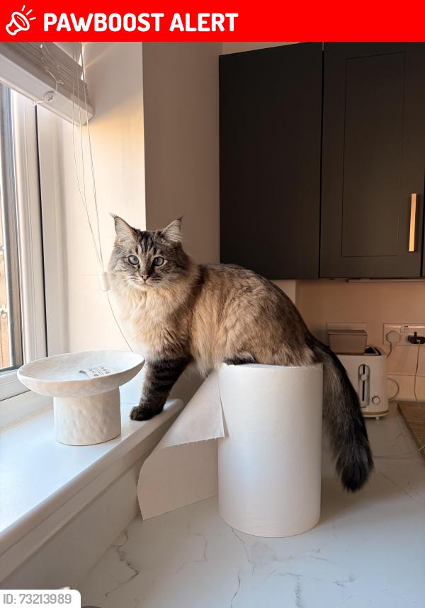 Lost Male Cat last seen In the hse, Castle Donington, England DE74 2YP