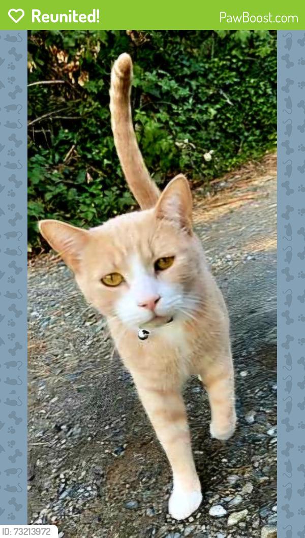 Reunited Male Cat last seen NE Foothill Blvd, Grants Pass, OR 97526, USA, Grants Pass, OR 97526