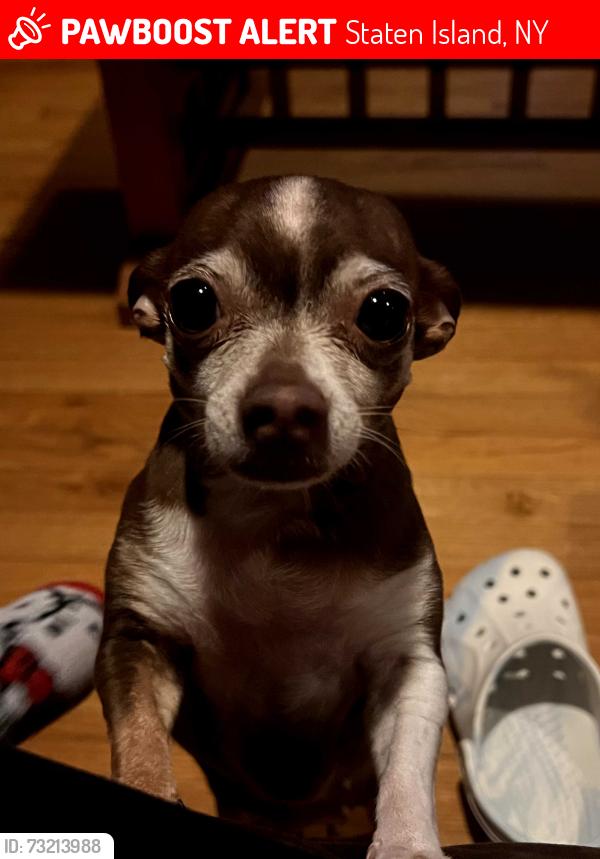 Lost Female Dog last seen Broadway and Cary Ave, most likely wandering the sidewalk., Staten Island, NY 10310