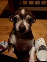 Lost Female Dog last seen Broadway and Cary Ave, most likely wandering the sidewalk., Staten Island, NY 10310
