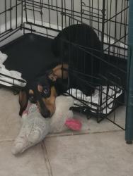 Lost Female Dog last seen Hanover st, San Diego, CA 92114