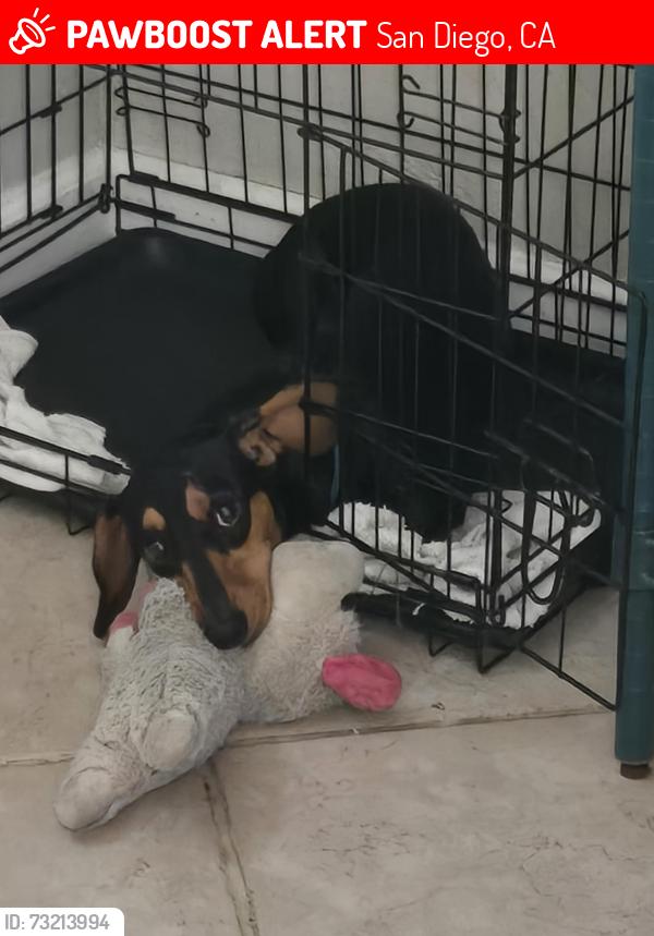 Lost Female Dog last seen Hanover st, San Diego, CA 92114