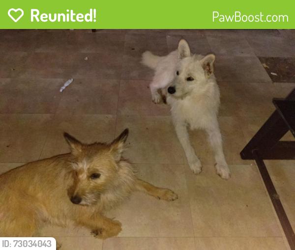 Reunited Female Dog last seen Unsure outskirts, Robstown, TX 78380