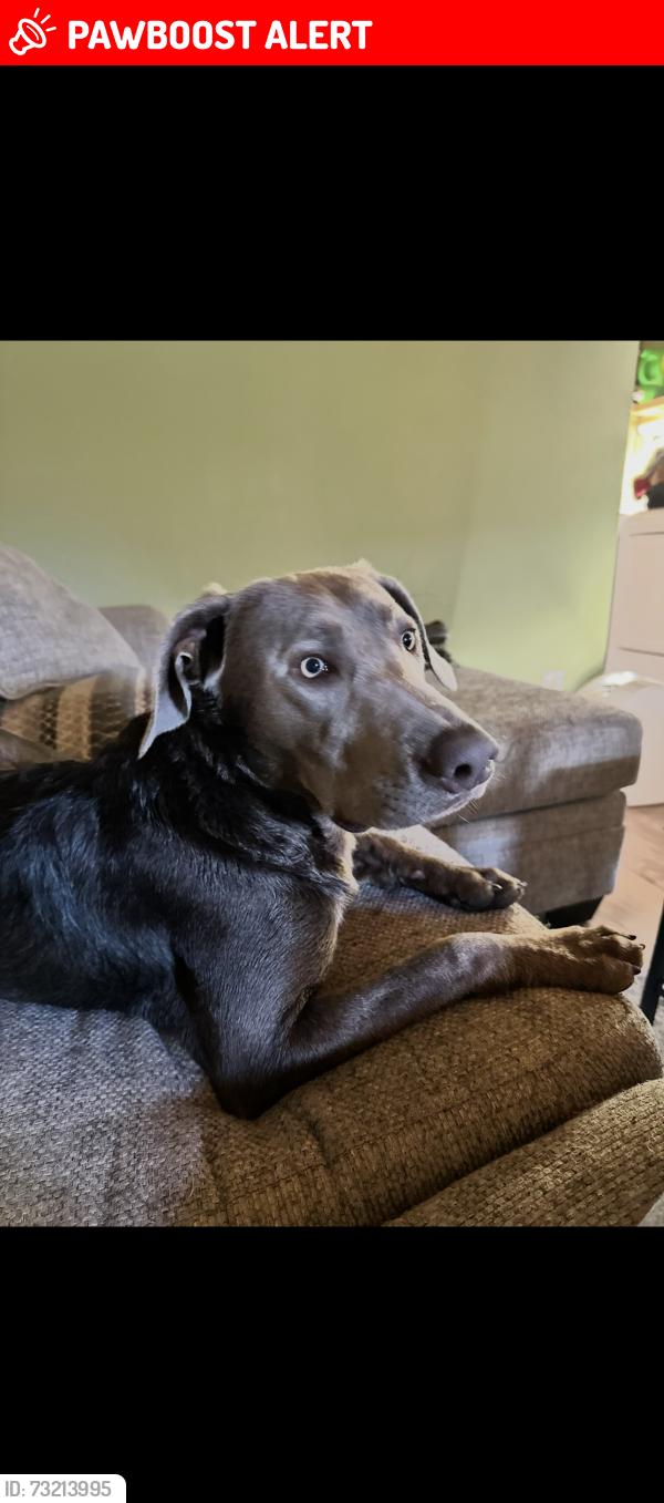 Lost Male Dog last seen twp rd 460, Adams Township, OH 43824
