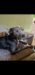 Lost Male Dog last seen twp rd 460, Adams Township, OH 43824