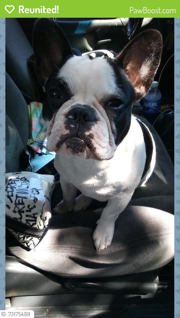 Reunited Male Dog last seen A st., Antioch, CA 94509
