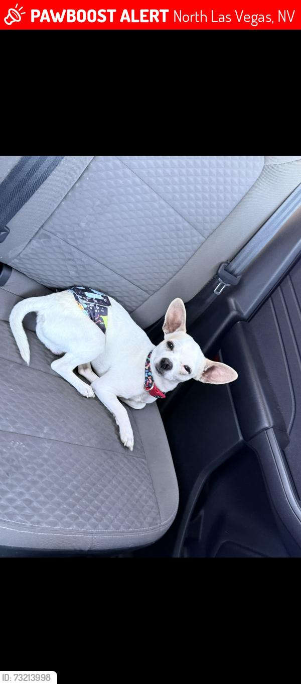 Lost Male Dog last seen Lake mead civic center, North Las Vegas, NV 89030