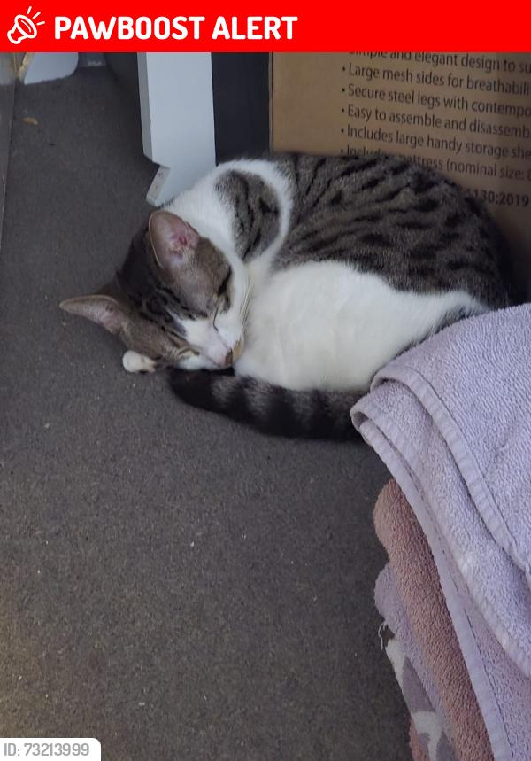 Lost Male Cat last seen Soho tavern, West Midlands, England 