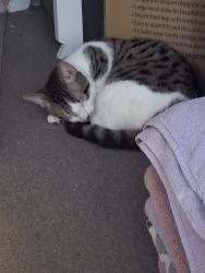 Lost Male Cat last seen Soho tavern, West Midlands, England 