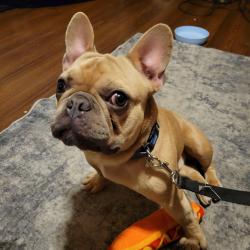 Reunited Male Dog last seen 28th street, Council Bluffs, IA 51501