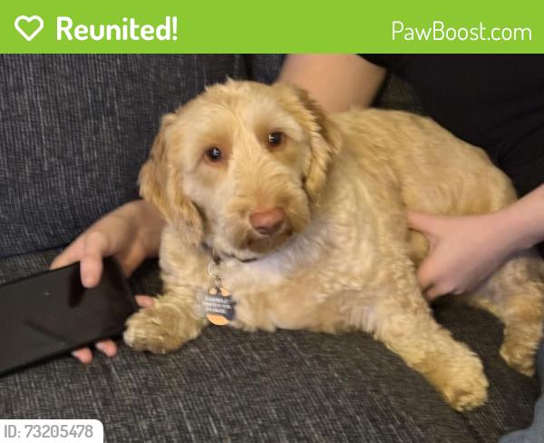 Reunited Male Dog last seen Kimball ave & sterling ave, Yonkers, NY 10704