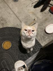 Found/Stray Male Cat last seen Fry St & Jaboneria Rd, Bell Gardens, CA 90201