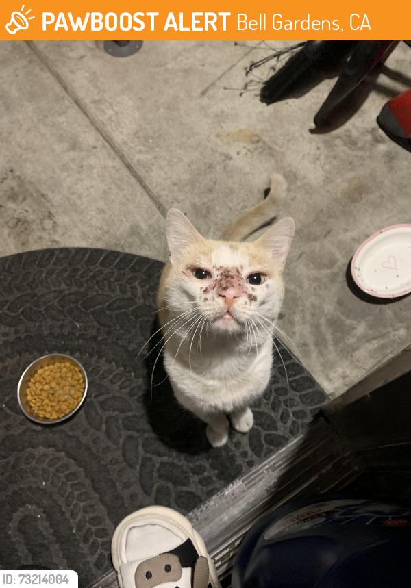 Found/Stray Male Cat last seen Fry St & Jaboneria Rd, Bell Gardens, CA 90201