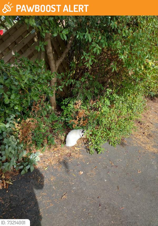 Found/Stray Unknown Cat last seen Under a large evergreen tree, Countesthorpe, England LE8 5XP