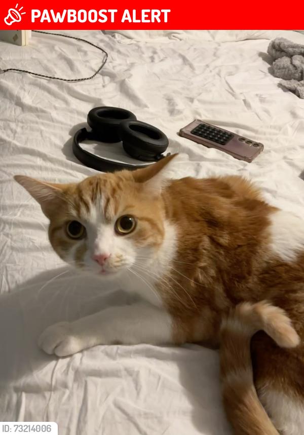 Lost Male Cat last seen Claverton Street/indoor, Pimlico, England SW1V 3AX