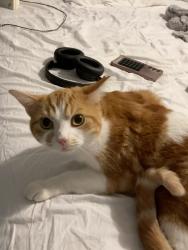 Lost Male Cat last seen Claverton Street/indoor, Pimlico, England SW1V 3AX