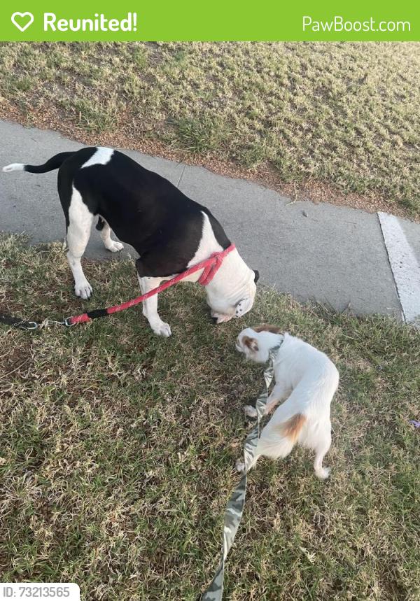 Reunited Unknown Dog last seen Del amo / woodruff, Lakewood, CA 90713