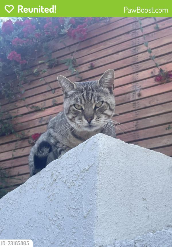 Reunited Male Cat last seen Mt. Soledad, San Diego, CA 92037