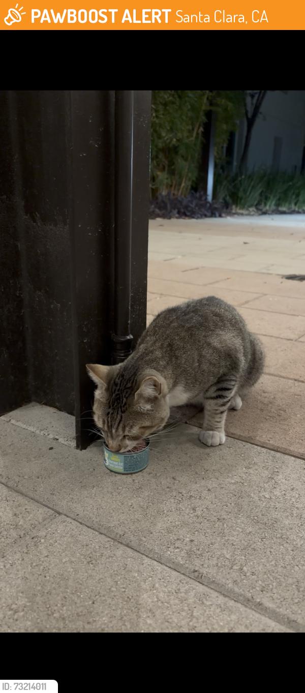 Found/Stray Unknown Cat last seen Near Buckingham Dr, Santa Clara, CA 95051, Santa Clara, CA 95051