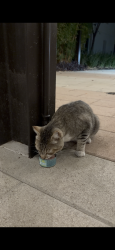Found/Stray Unknown Cat last seen Near Buckingham Dr, Santa Clara, CA 95051, Santa Clara, CA 95051