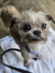 Found/Stray Female Dog last seen Cole Ave at QT station, Dallas, TX 75204