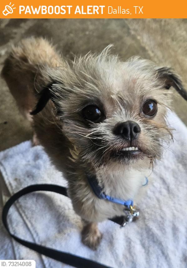 Found/Stray Female Dog last seen Cole Ave at QT station, Dallas, TX 75204