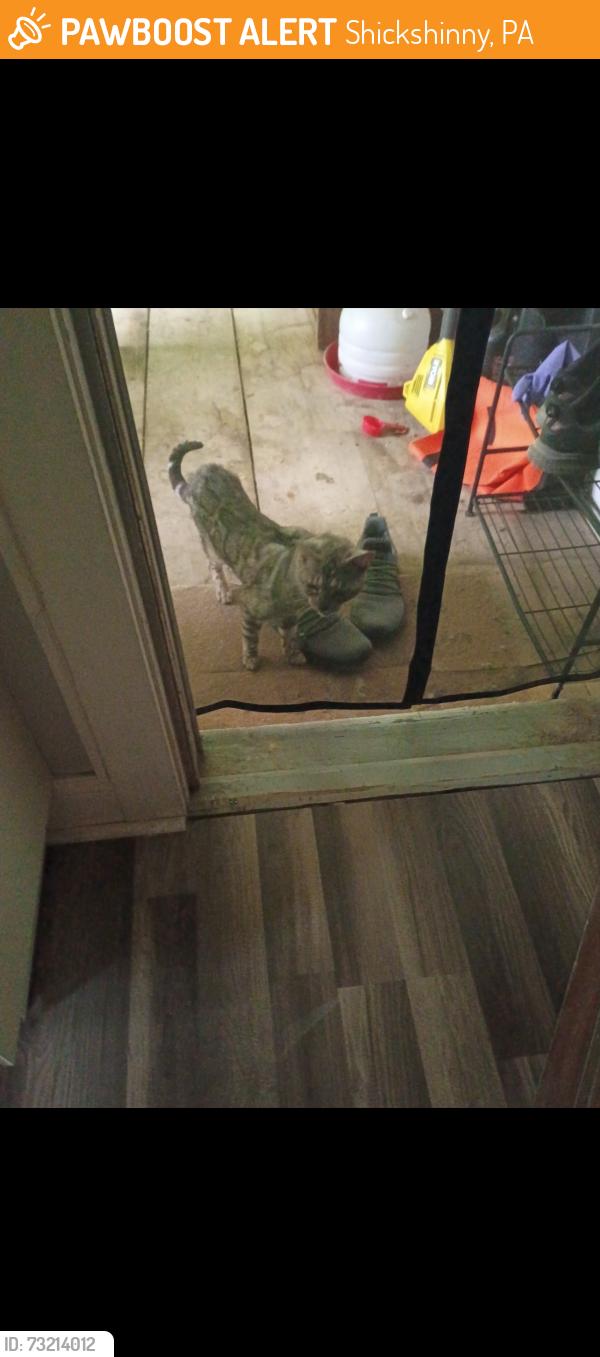 Found/Stray Female Cat last seen Reyburn, Shickshinny, PA 18655