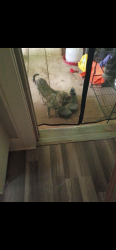 Found/Stray Female Cat last seen Reyburn, Shickshinny, PA 18655