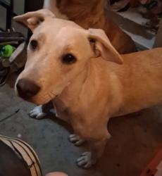 Lost Female Dog last seen Hydraulic & Wassall, Wichita, KS 67216