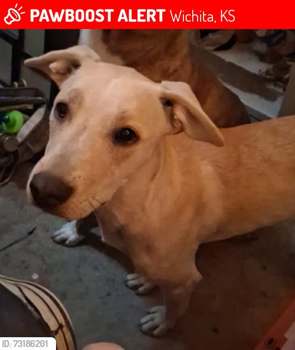 Lost Female Dog last seen Hydraulic & Wassall, Wichita, KS 67216