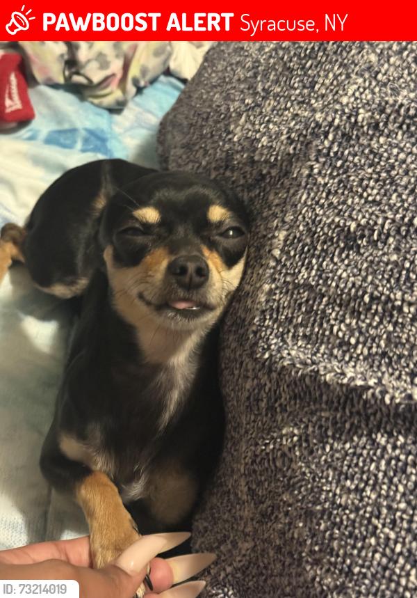 Lost Female Dog last seen Dakin and Bruce st, Syracuse, NY 13224