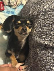 Lost Female Dog last seen Dakin and Bruce st, Syracuse, NY 13224