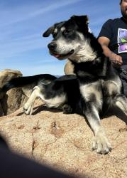 Reunited Male Dog last seen Canes, San Bernardino, CA 92408