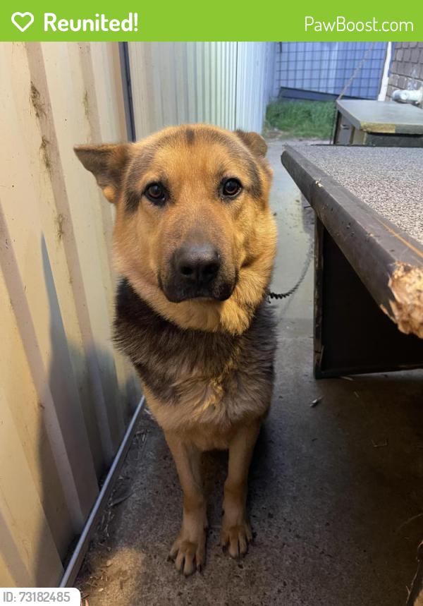 Reunited Male Dog last seen Hampton Park, Hampton Park, VIC 3976
