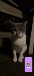 Found/Stray Male Cat last seen Drake Rd by Fire station, Strongsville, OH 44136