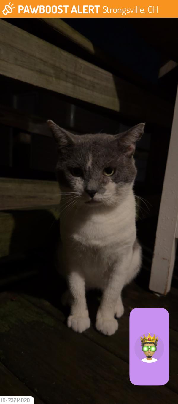 Found/Stray Male Cat last seen Drake Rd by Fire station, Strongsville, OH 44136