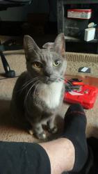 Lost Female Cat last seen Cedar street, Irwin, PA 15692