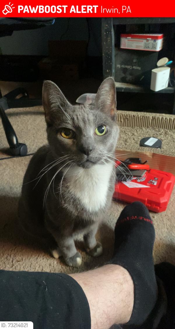 Lost Female Cat last seen Cedar street, Irwin, PA 15692