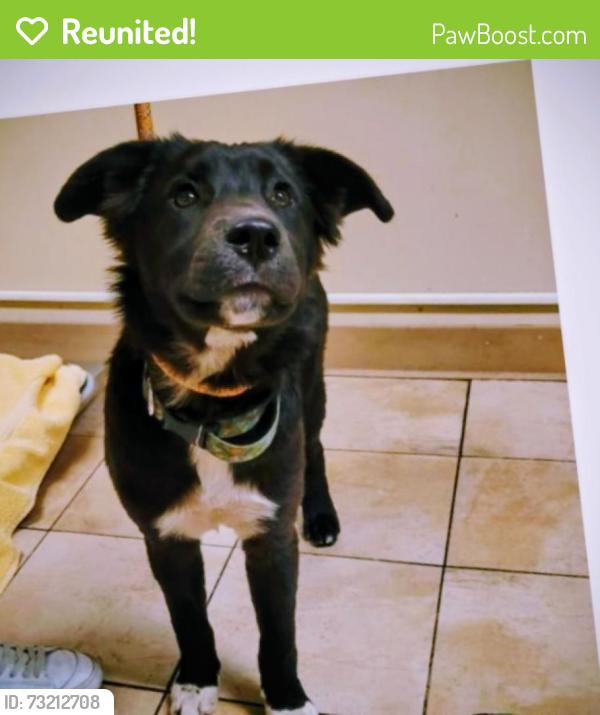 Reunited Male Dog last seen marine drive and sundile rd, Troutdale, OR 97060