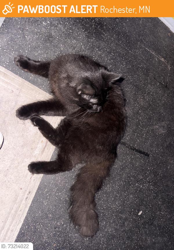 Found/Stray Male Cat last seen east river rd ne, Rochester, MN 55901