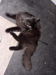 Found/Stray Male Cat last seen east river rd ne, Rochester, MN 55901