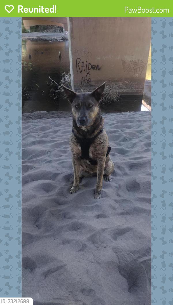 Reunited Female Dog last seen marine drive and sundile rd, Portland, OR 97217