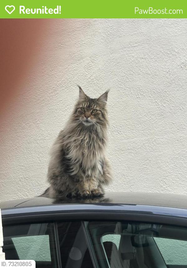 Reunited Female Cat last seen Near mill lane Great Sutton ch66 3pe, Great Sutton, England CH66 3PE