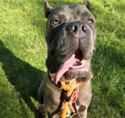 Lost Female Dog last seen Kaufman park, St. Louis, MO 63130